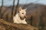 SCOTTISH TERRIER 043